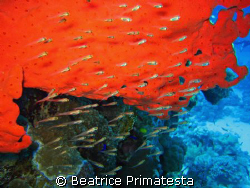 Glass fishes and red sponge  by Beatrice Primatesta 